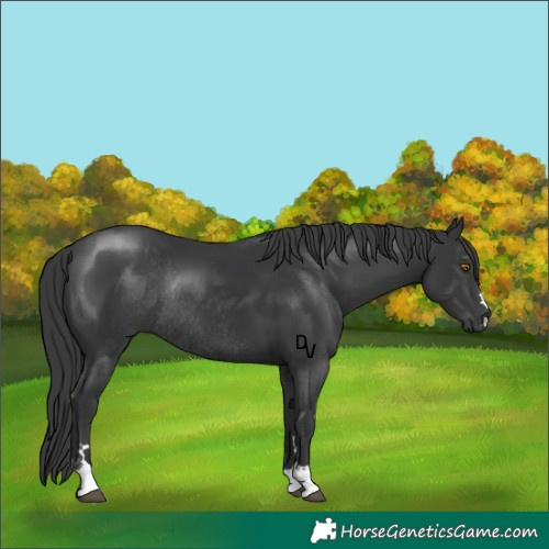 Horse Color:Black Rabicano 