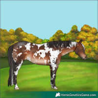 Horse Color:White Spotted Bay 