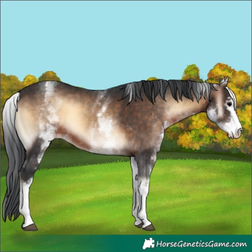 Horse Color:White Spotted Brown Onyx 