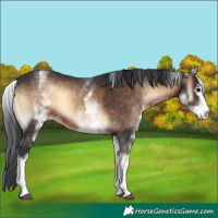 Horse Color:White Spotted Brown Onyx 