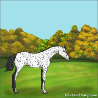 Horse Color:Black Appaloosa