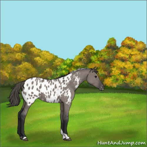 Horse Color:Grullo Tobiano Appaloosa 