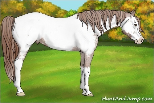 Horse Color:Red Roan Splash Appaloosa