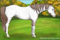Horse Color:Red Roan Splash Appaloosa 