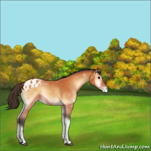 Horse Color:Bay Onyx Appaloosa 