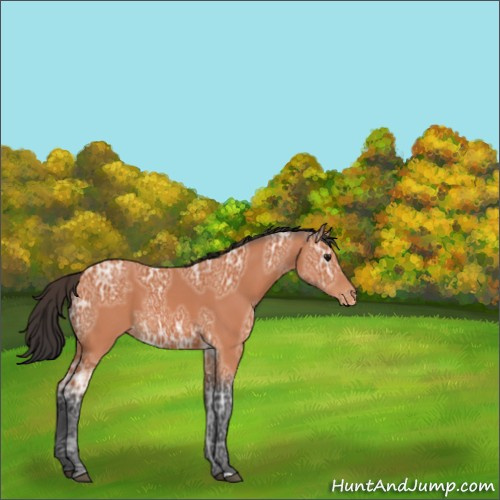 Horse Color:Bay Ice Appaloosa 
