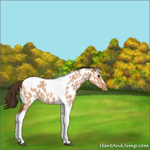 Horse Color:Bay Dun Tobiano Appaloosa 
