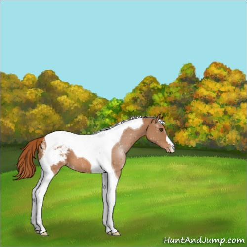 Horse Color:Chestnut Tobiano Appaloosa 