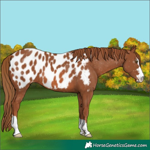 Horse Color:Chestnut Blanket
