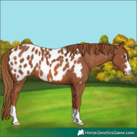 Horse Color:Chestnut Appaloosa 