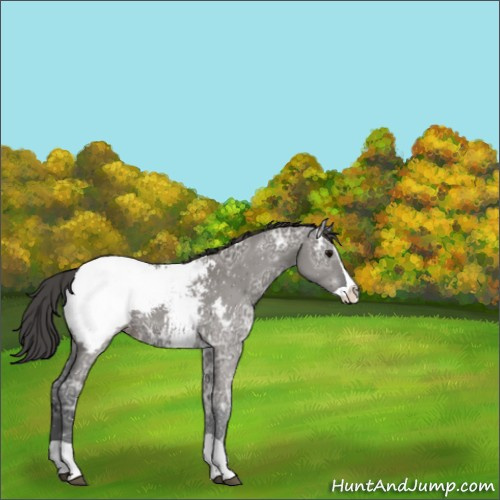 Horse Color:Grullo Ice Splash Appaloosa 