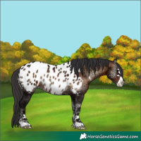 Horse Color:Brown Ice Onyx Appaloosa 