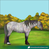 Horse Color:Nacre Bay Ice Roan Dun 