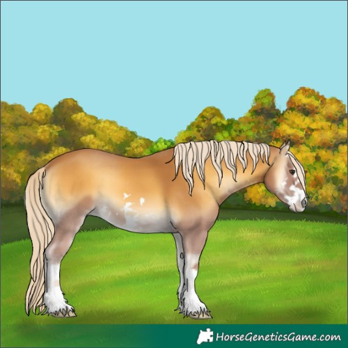 Horse Color:White Spotted Palomino Onyx