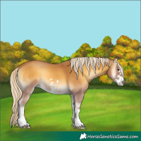 Horse Color:White Spotted Palomino Onyx 