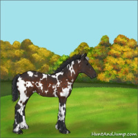 Horse Color:White Spotted Brown 