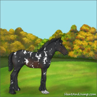 Horse Color:White Spotted Brown 
