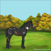 Horse Color:White Spotted Brown 