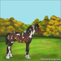 Horse Color:White Spotted Liver Chestnut 