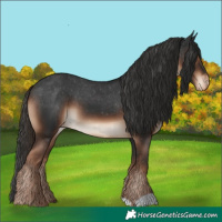 Horse Color:Liver Chestnut Appaloosa