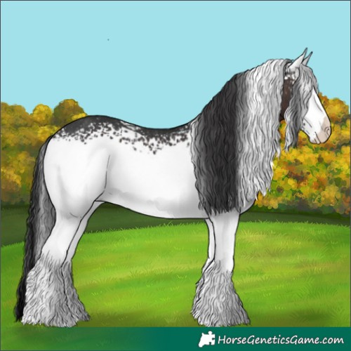 Horse Color:White Spotted Brown Appaloosa