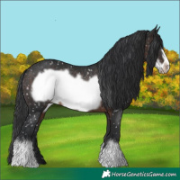 Horse Color:Brown Frame Appaloosa Rabicano 