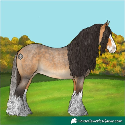 Horse Color:Buckskin Roan Splash 