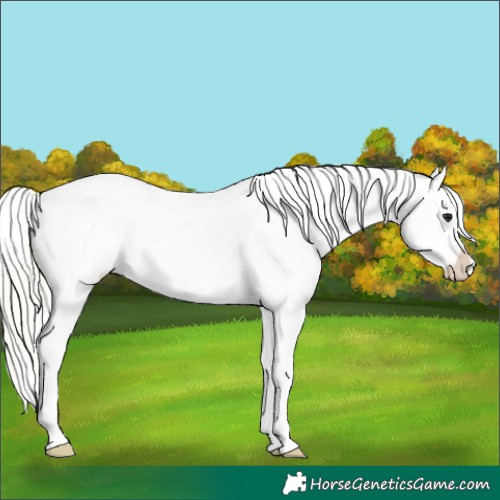 Horse Color:Silver Brown Snowflake Varnish
