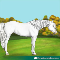 Horse Color:Silver Brown Snowflake Varnish