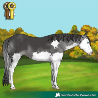 Horse Color:Black Splash