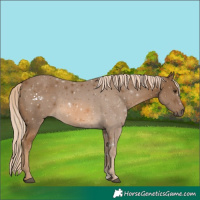 Horse Color:Chocolate Palomino 
