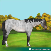 Horse Color:Brown Roan