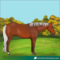 Horse Color:Silver Bay Rabicano 