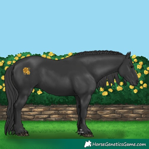 Horse Color:Black 