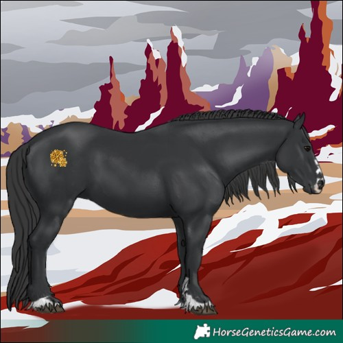 Horse Color:Black 
