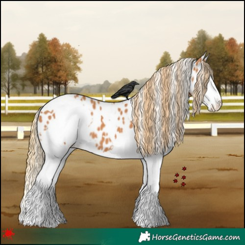 Horse Color:White Spotted Chestnut Splash Leopard 