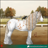 Horse Color:White Spotted Chestnut Splash Appaloosa 
