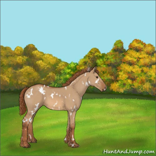 Horse Color:White Spotted Red Dun 