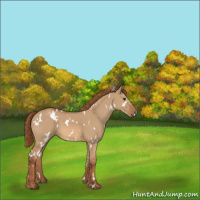 Horse Color:White Spotted Red Dun