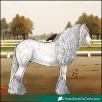 Horse Color:White Spotted Red Dun Roan Appaloosa