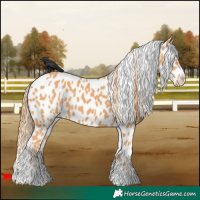 Horse Color:Chestnut Near Leopard 