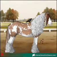 Horse Color:White Spotted Red Dun Splash 