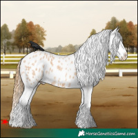 Horse Color:White Spotted Red Roan Appaloosa