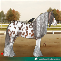 Horse Color:White Spotted Bay Splash Appaloosa 