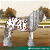 Horse Color:White Spotted Bay Splash Appaloosa 