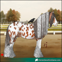 Horse Color:White Spotted Bay Splash Appaloosa 