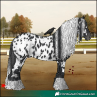 Horse Color:White Spotted Black Appaloosa 
