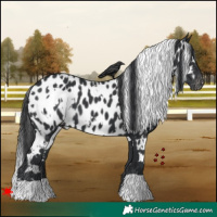Horse Color:White Spotted Black Appaloosa 