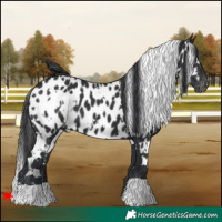 Horse Color:White Spotted Black Appaloosa 
