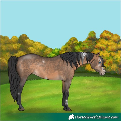 Horse Color:White Spotted Brown Dun Frame Rabicano 